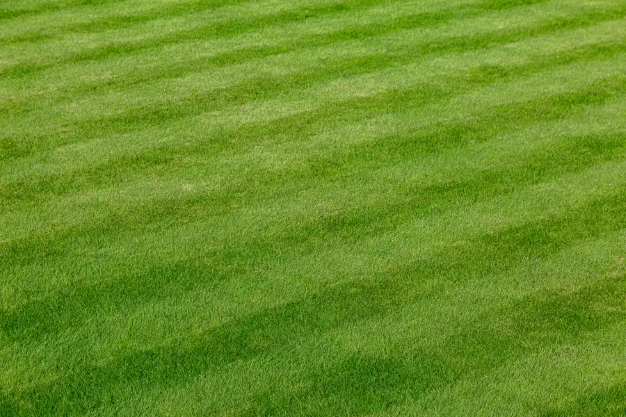 How Lawn Care Services Help Manage Pest Control Effectively Lynden, WA