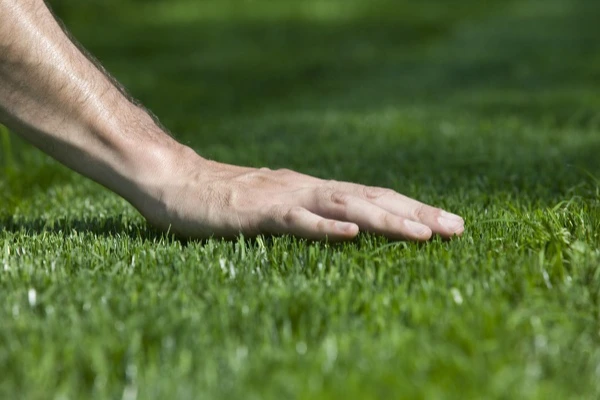 How Lawn Care Services Help Manage Pest Control Effectively in Lynden, WA