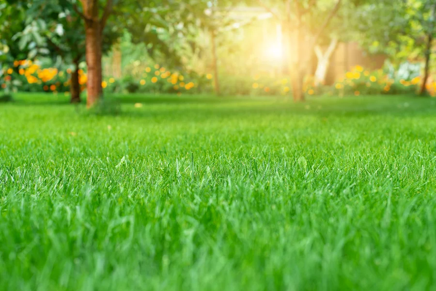 The Importance Of Seasonal Lawn Care For Long-term Health Lynden, WA